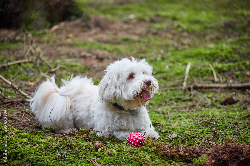 White havanese dog in forrest on sunny autumn day White havanese dog in forrest on sunny autumn day