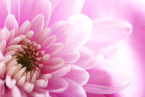Tender pink chrysanthemum  macro