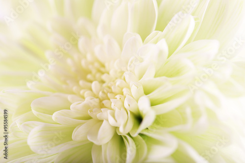 Fresh white chrysanthemum  macro