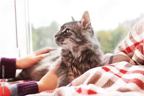Foto Beautiful grey cat lying on blanket near window, close up