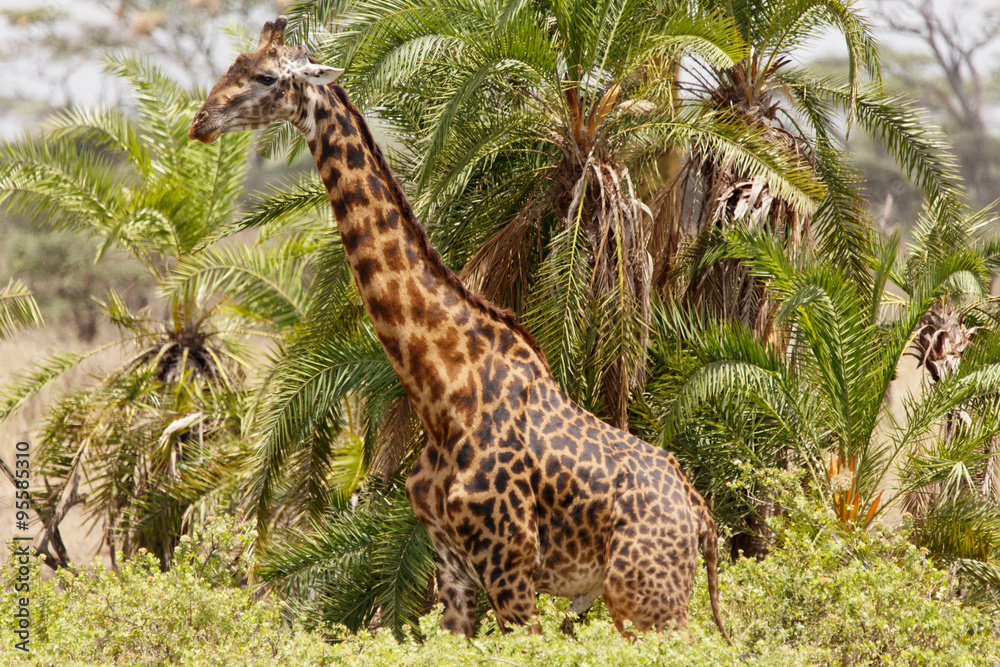 Obraz premium Giraffe vor Palmen