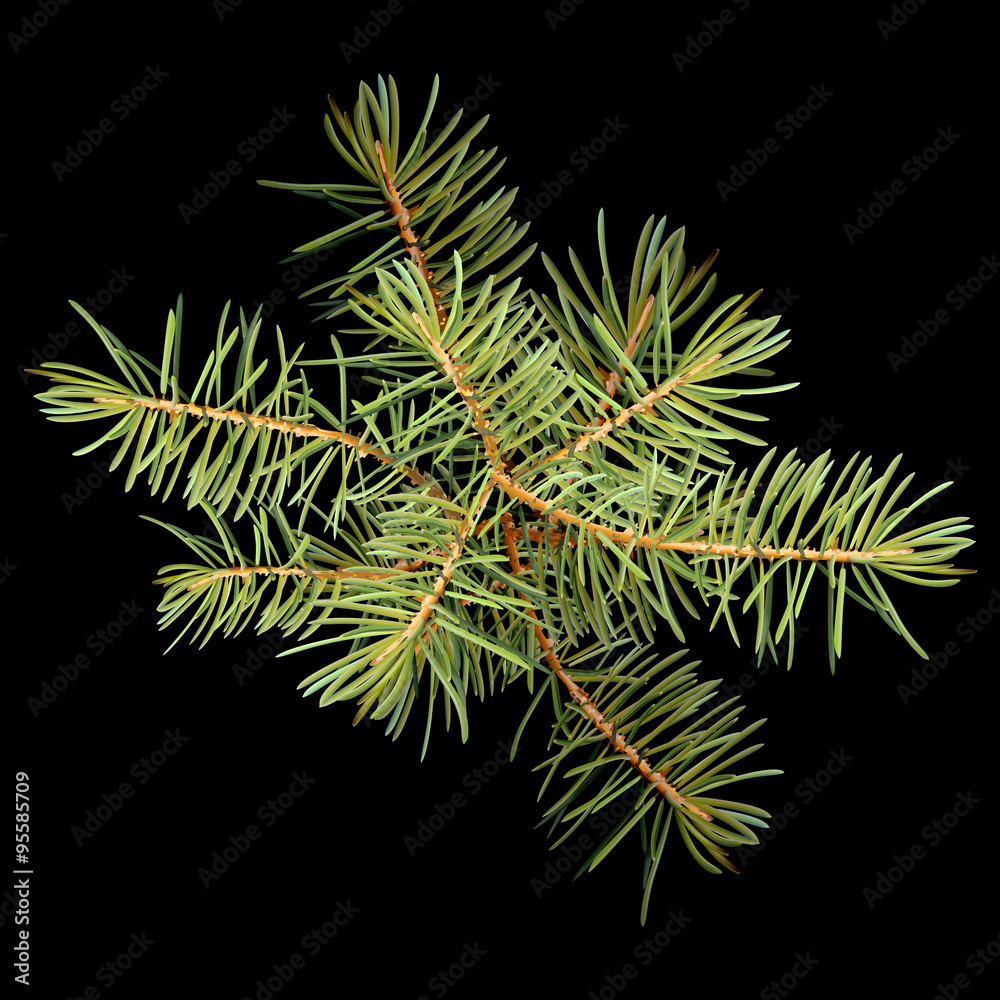 Realistic needles, spruce branches Christmas tree, detailed, frame of spruce branches, template for design