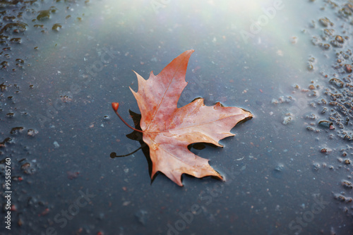 Maple leaf on wet ground