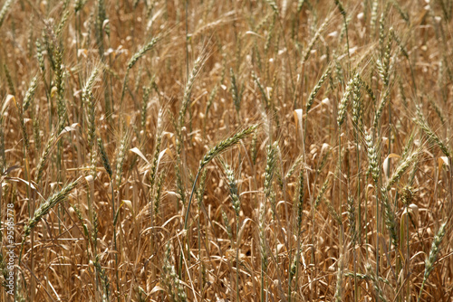 Wheat growing on a farm in the Swartland region South Africa