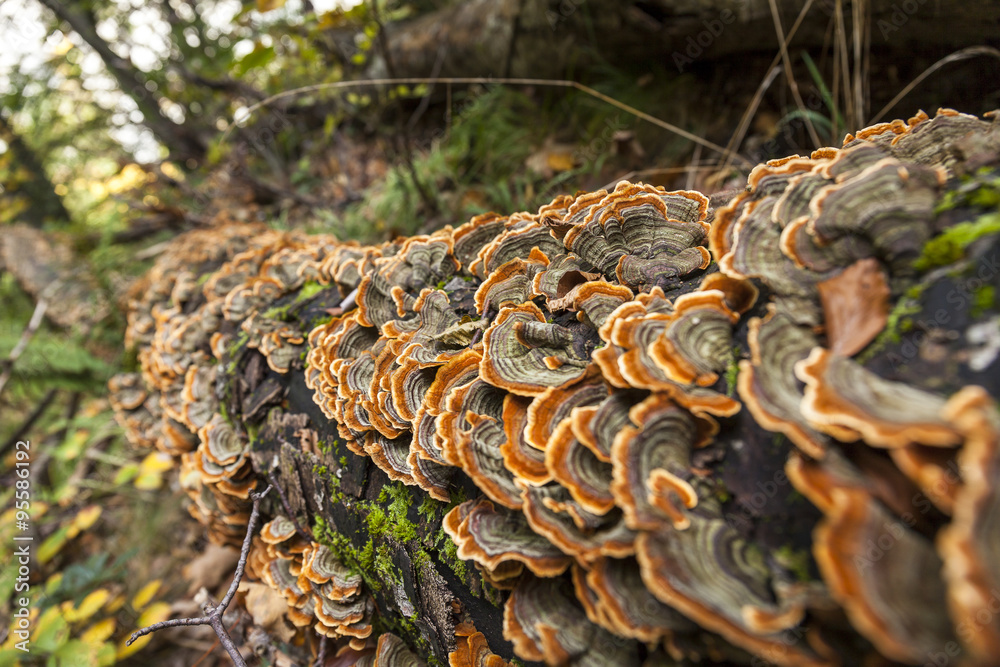 Funghi cresciuti sulla corteccia di un albero abbattuto Funghi cresciuti sulla corteccia di un albero abbattuto