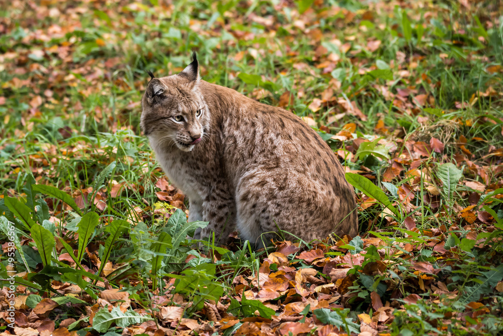 Obraz premium Luchs im Wald