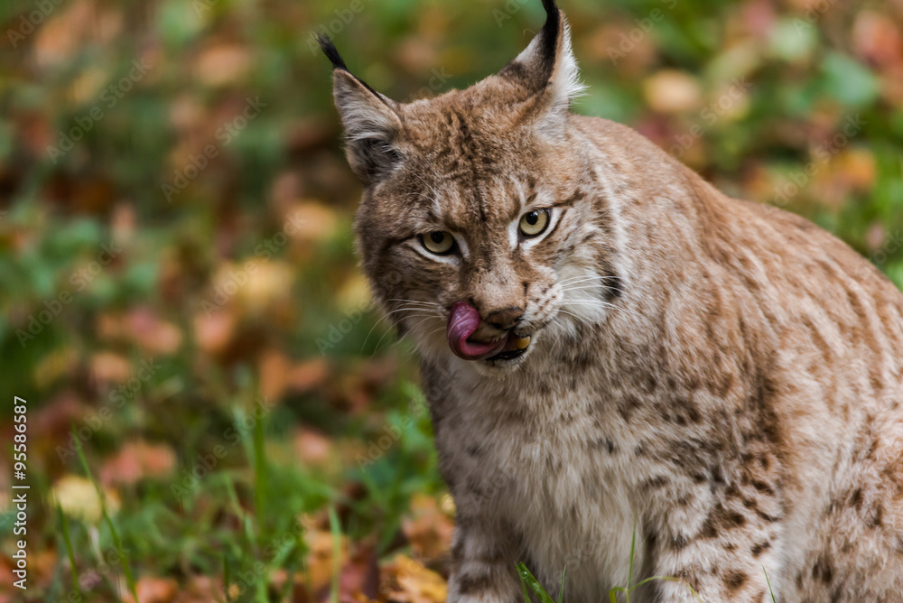 Obraz premium Luchs im Wald