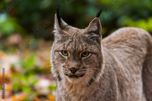 Luchs im Wald