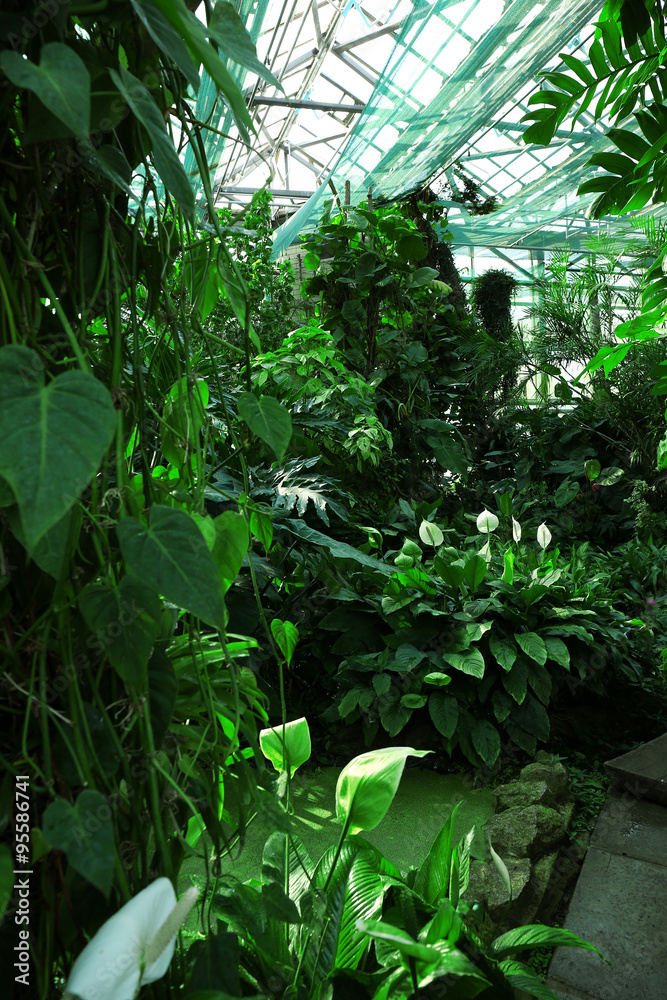 Tropical Plants in greenhouse at botanic garden Tropical Plants in greenhouse at botanic garden