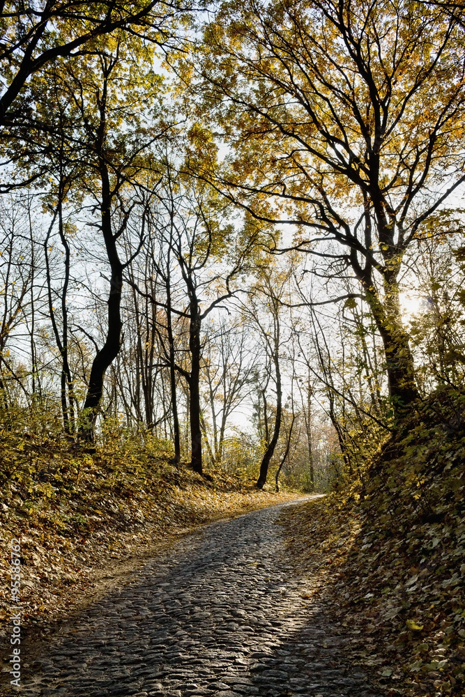 cobblestone road in sunshine in autumn park