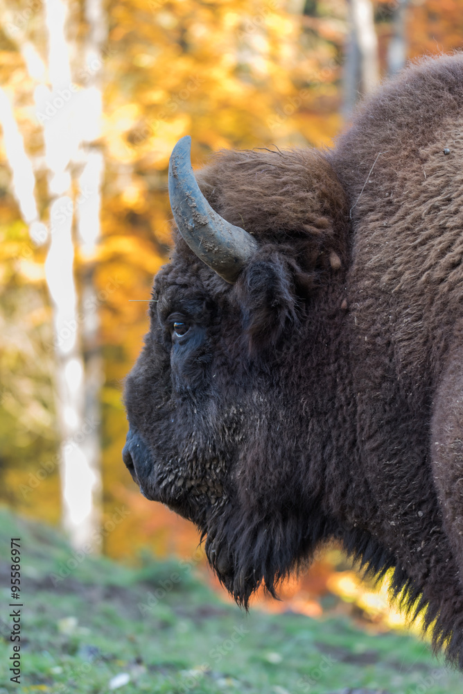 Wisent auf der Wiese Wisent auf der Wiese