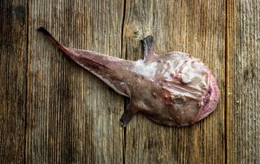 Angler fish
