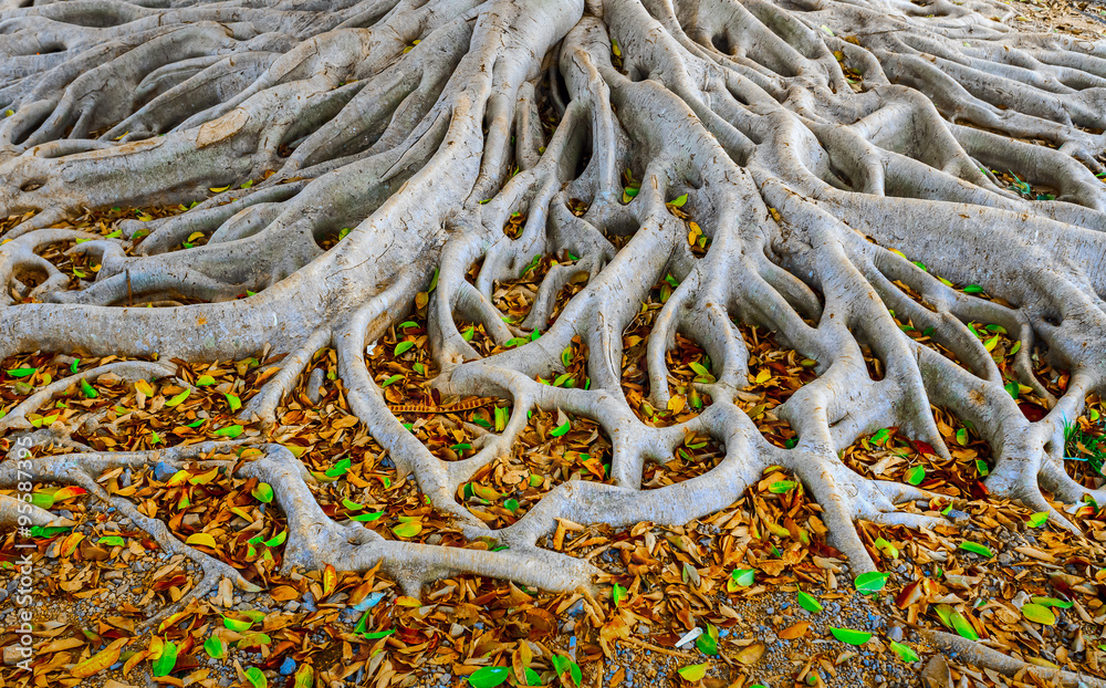 Fototapeta premium roots of old tree