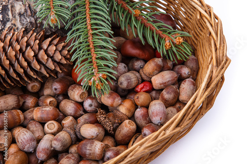 Wood background with acorns and cones fall decoration