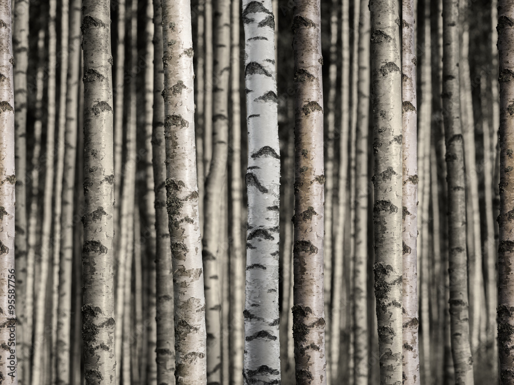 Seamless birch forest