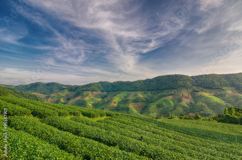 Tea Plantation at Doi Mae Salong in Chiang Rai, Thailand © Della_Liner