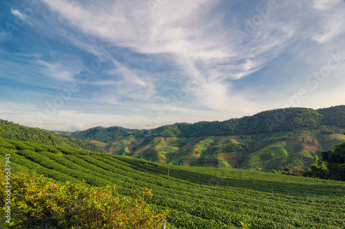 Tea Plantation at Doi Mae Salong in Chiang Rai  Thailand