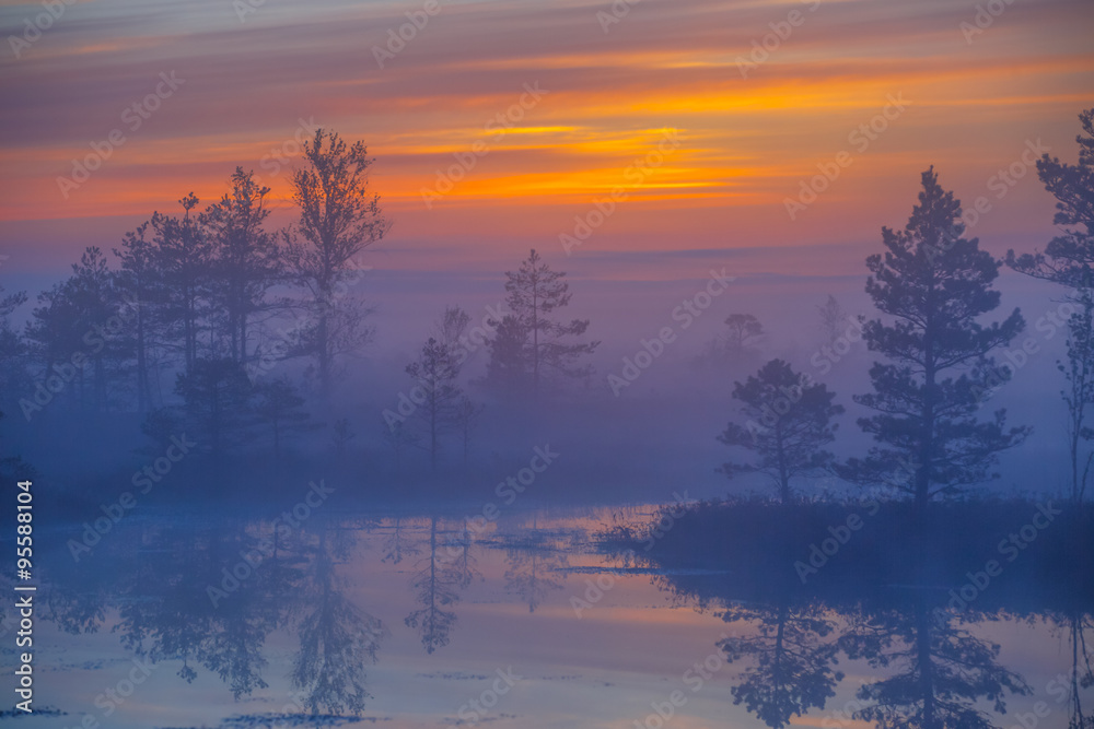 Foggy morning at Yelnya swamp, Belarus