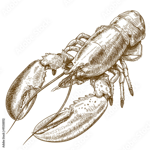 Fototapet engraving  illustration of lobster