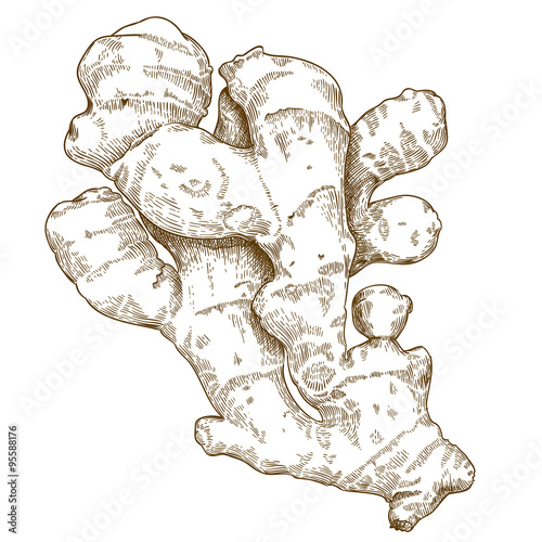 engraving illustration of ginger root