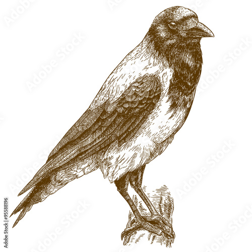 engraving illustration of crow