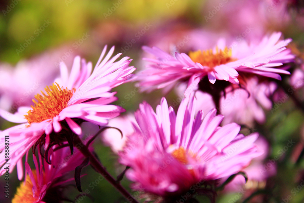 Obraz premium red beautiful asters in the garden