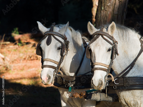 Front Portrait of two white work horses with harness and blinkers