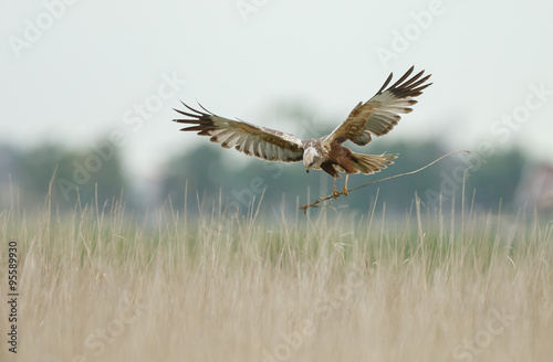 The western marsh harrier (Circus aeruginosus) in flight during mating season