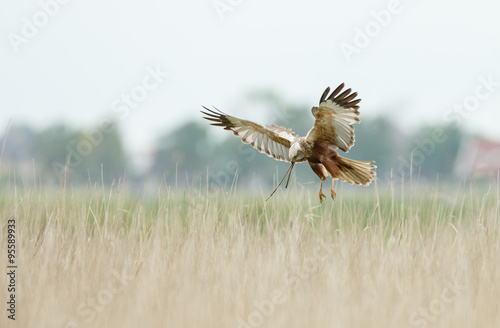 The western marsh harrier (Circus aeruginosus) in flight during mating season © Menno Schaefer