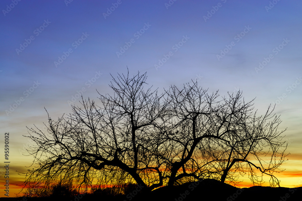 Abstract colorful sunset landscape with tree silhouette Abstract colorful sunset landscape with tree silhouette