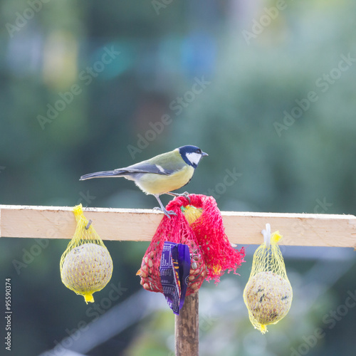 Kohlmeise auf Stange bei Winterfütterung