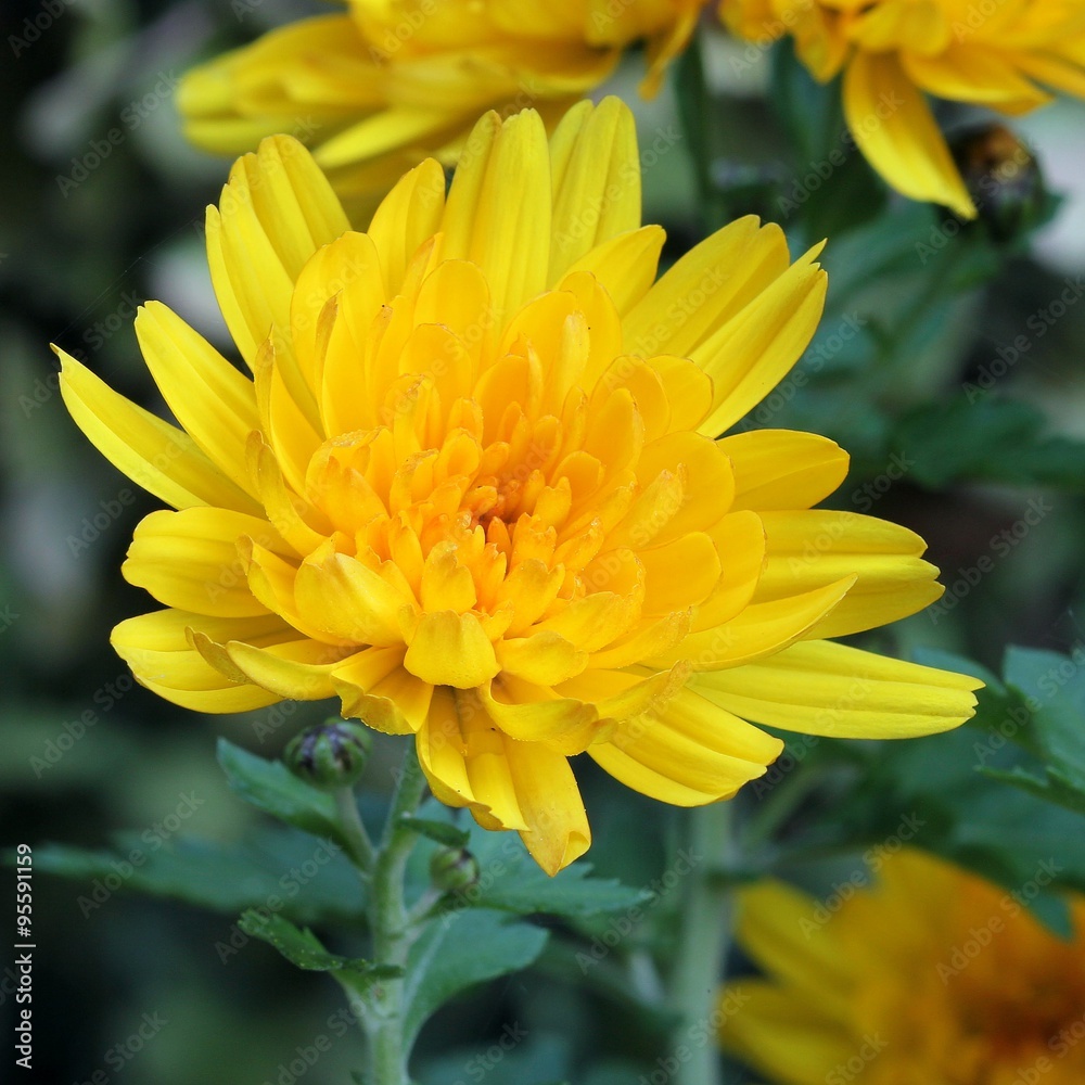 Obraz premium Chrysanthemum