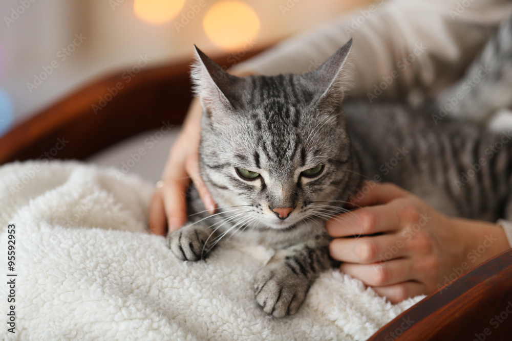 Beautiful cat on light background Beautiful cat on light background