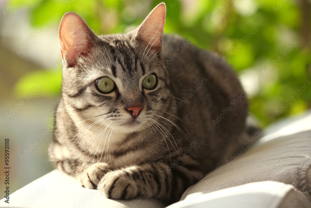 Beautiful cat on sofa close-up