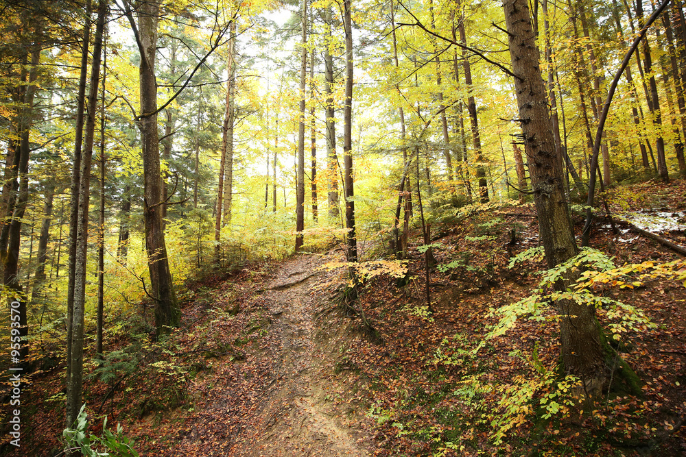 Autumn mountain forest