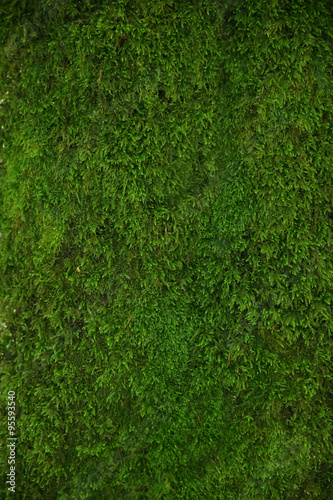 Green moss close up