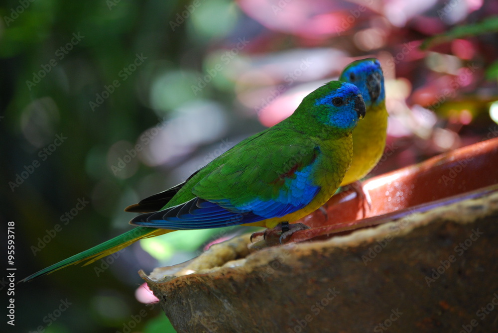 Fototapeta premium Bird