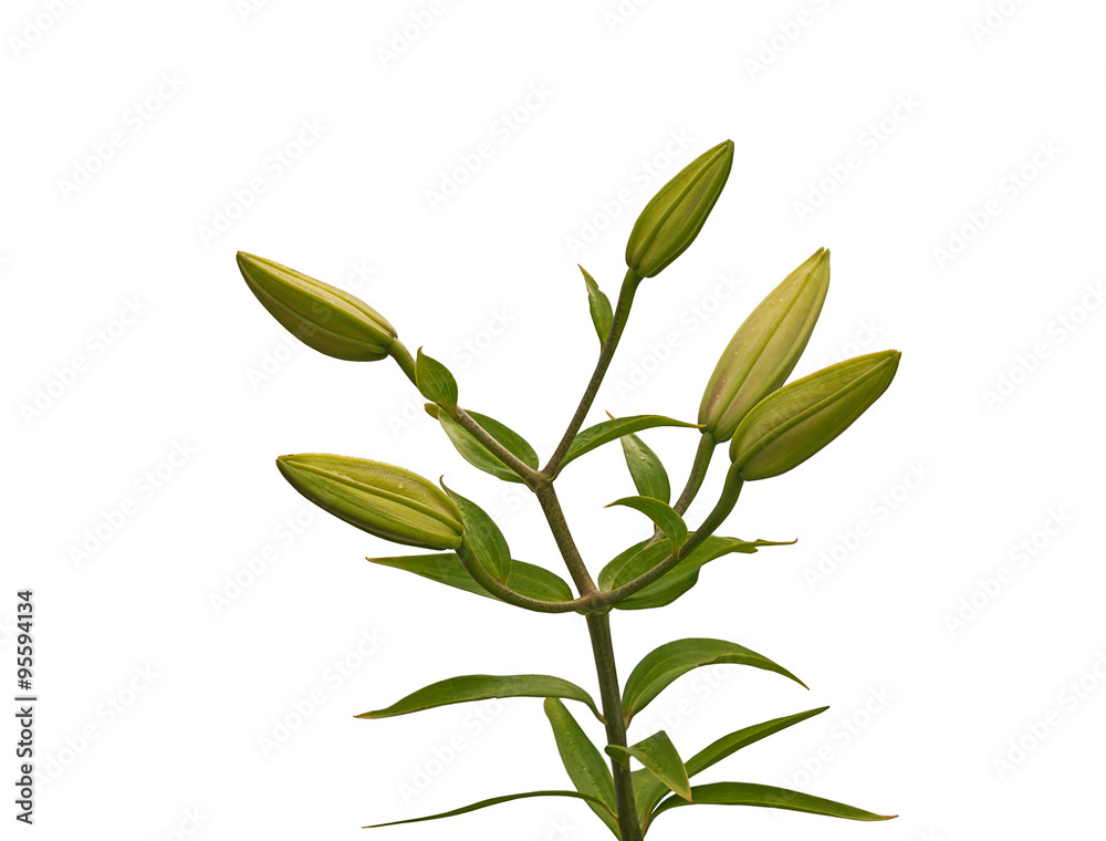 The branch of lilies on a white background isolated The branch of lilies on a white background isolated