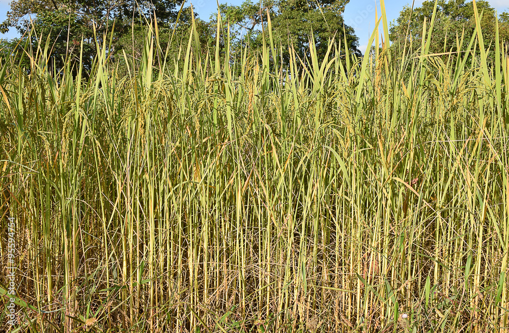Obraz premium Reproductive stage of green paddy rice in the morning in Thailand.