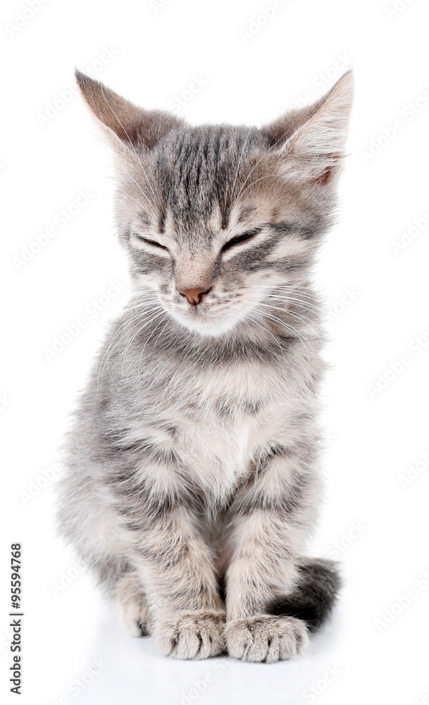 Cute little grey kitten, isolated on white