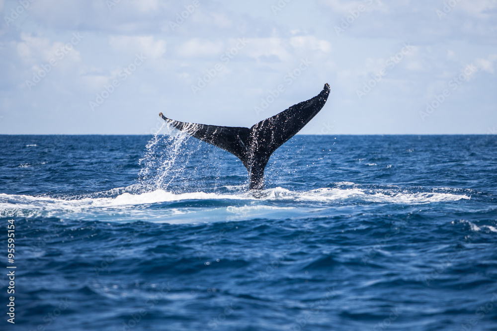 Obraz premium Humpback Whale Tail