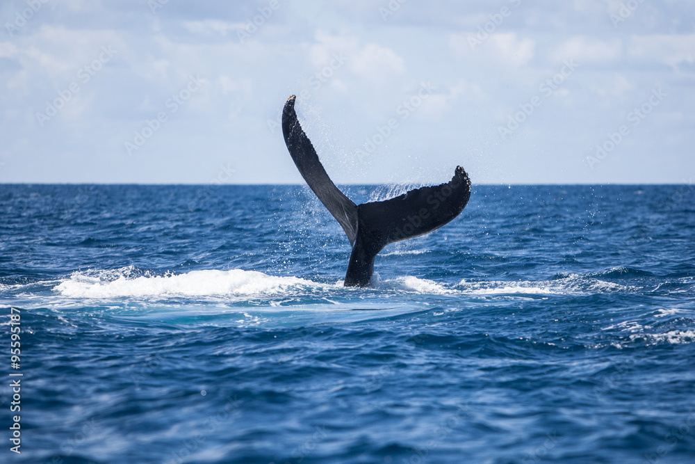 Obraz premium Humpback Whale Fluke