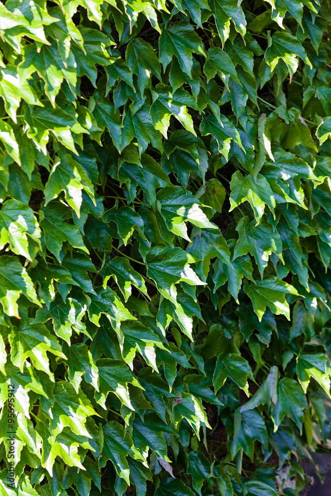 Obraz premium green leaves