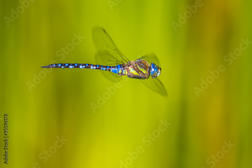 Foto Flying large dragonfly