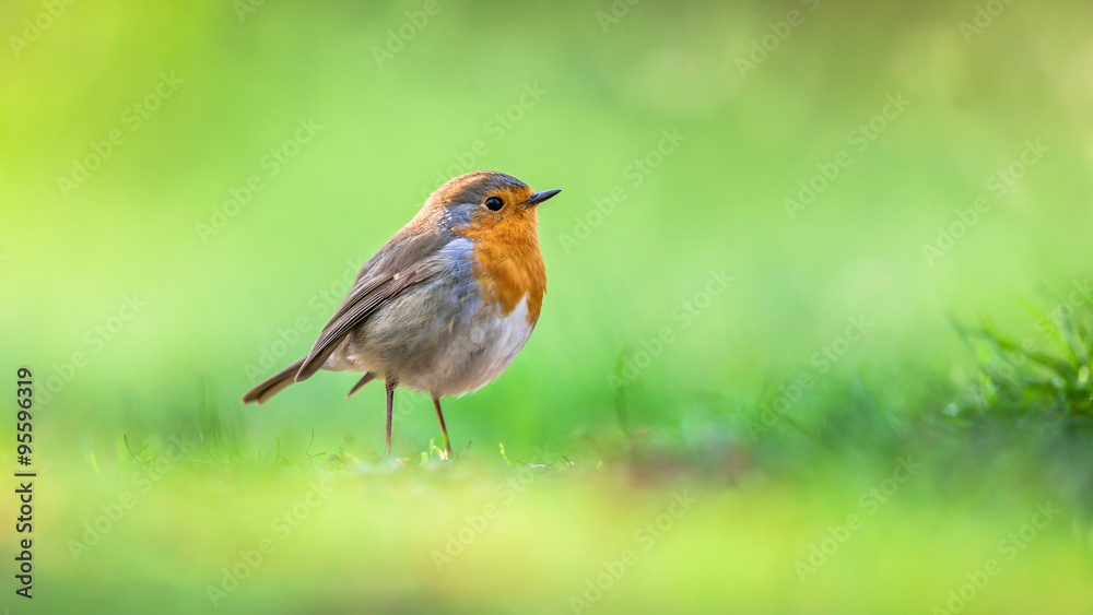 Robin on vivid green background Robin on vivid green background
