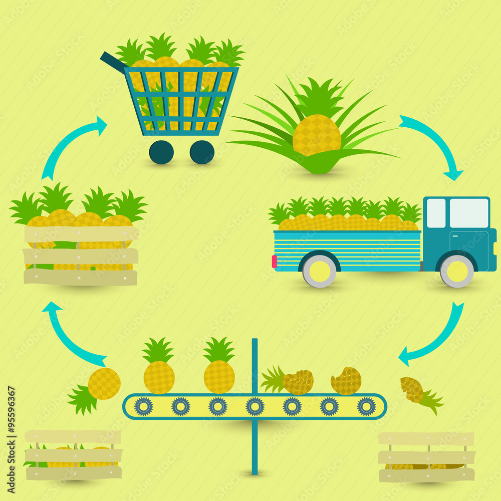 Process of pineapple. Pineapple production steps. Pineapple tree
