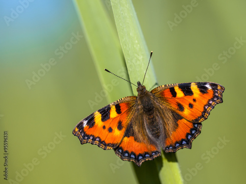 Small tortoiseshell