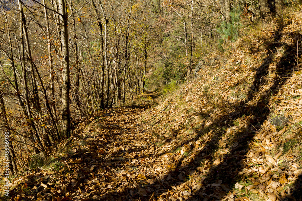 nature trail nature trail
