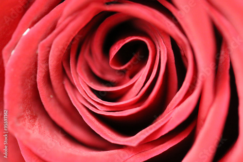 red pink rose