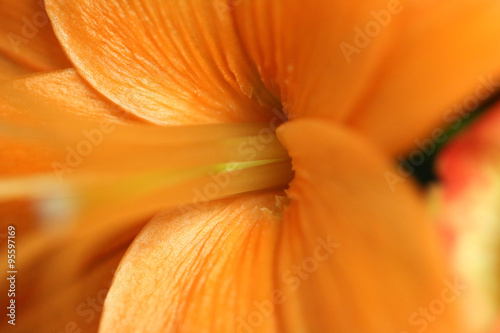 orange macro flower